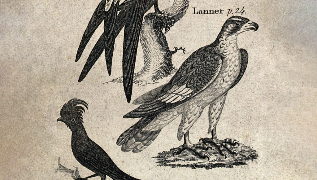 Faldegg sólyom Thomas Bewick után (részlet)